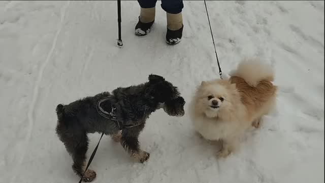 Цвергшнауцер Тоби и строгая подружка Марго