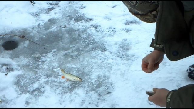 Голавль.. Зимняя рыбалка на верталет..