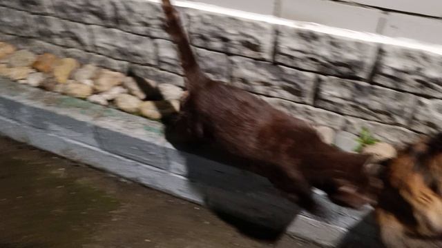 Вечерняя прогулка смотреть онлайн