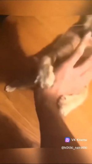 смешные коты