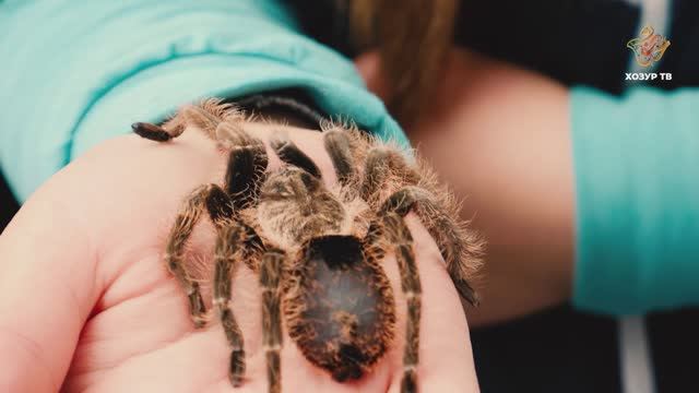 Дәһшәтле һәм агулы | Гаҗәеп дөнья серләре. Бөҗәкләр дөньясы смотреть онлайн