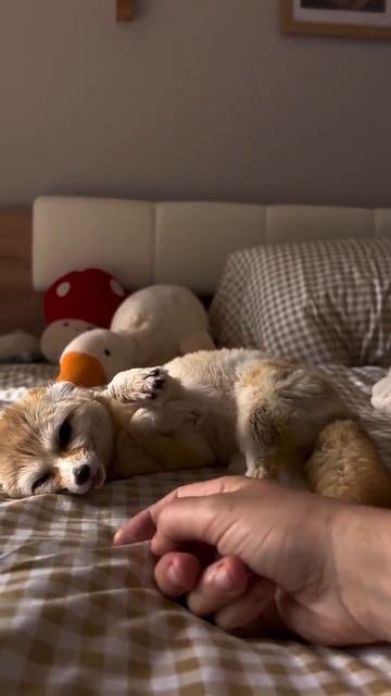 Фенек самая маленькая лисица в мире смотреть онлайн