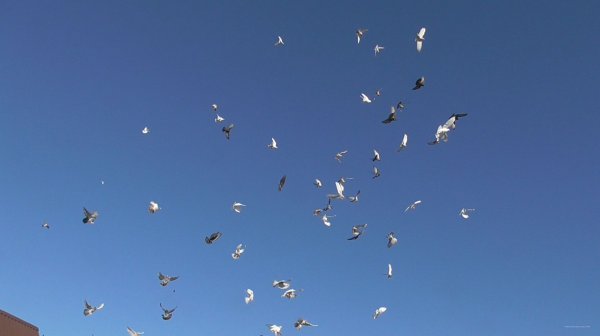 Утро в деревне. Бойные голуби разбудили соседей