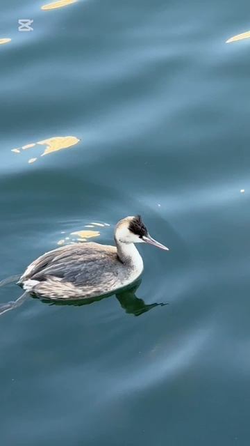 Красавица чомга! Птицы Ю.Кореи.