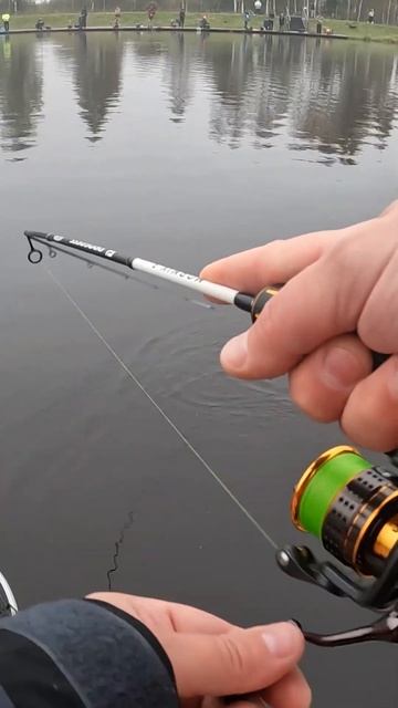 Поймал форель на соревнованиях в Коваши #fishing #рыбалка #ловляфорели #fishing #trout