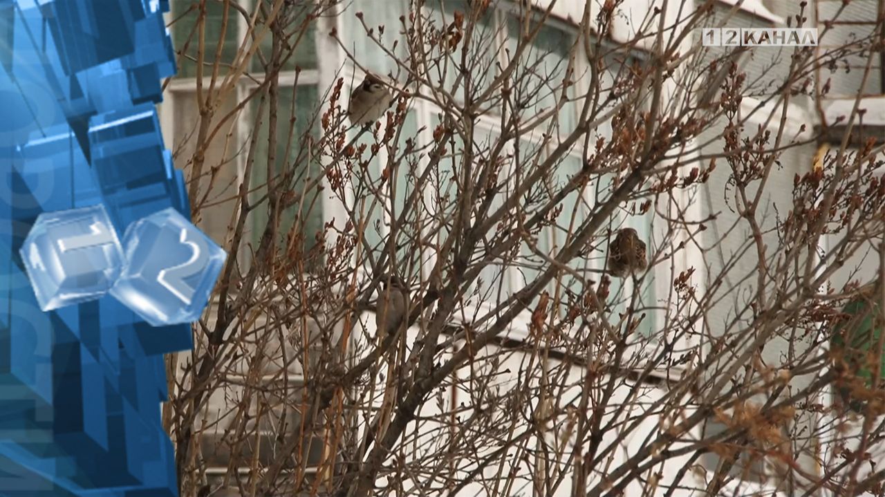 Зима продолжает удивлять переменчивостью погоды, и особенно ее резкими сменами смотреть онлайн