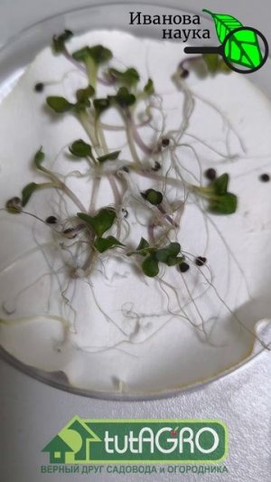 💧 Засуха? Не, не слышал! Секрет вечнозеленого огорода: как забыть о засухе! Рассада без лишней воды