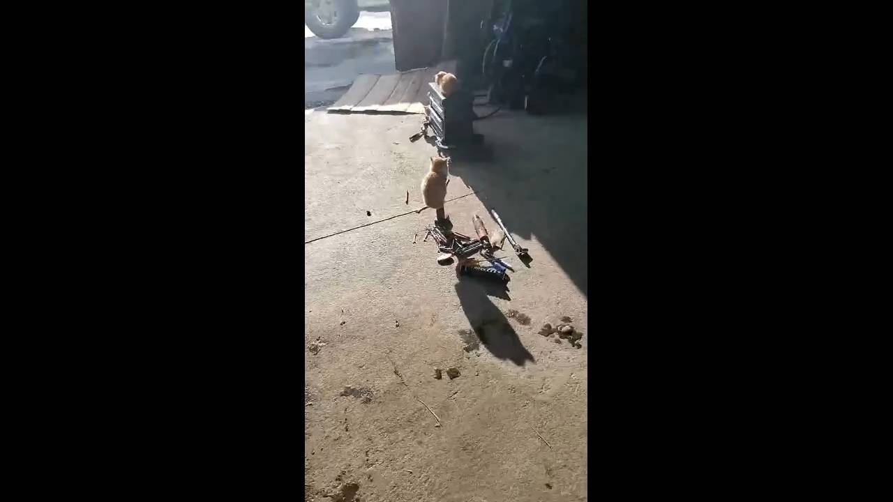 #смешныевидео -523 смотреть онлайн