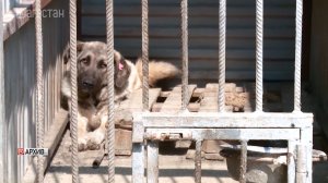 В Дербенте завели уголовное дело из-за нападений бродячих собак