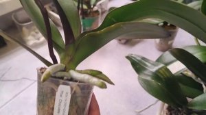 Лайфхак для цветоносов с эстетикой. И как _ убиваются_ корни.