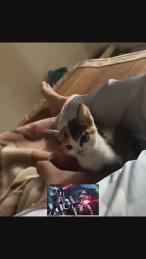 Забавные звуки котов