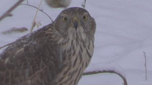 Первый снег, первая печаль Ястреб поймал дикого голубя