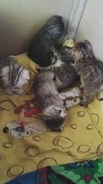 наши котики уже год прошёл котят разобрали смотреть онлайн