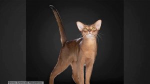 Кот из России признан самым красивым на планете.