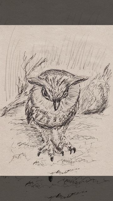 Маленький шаг для совы -- большой шаг для...  #art #animation #aiediting