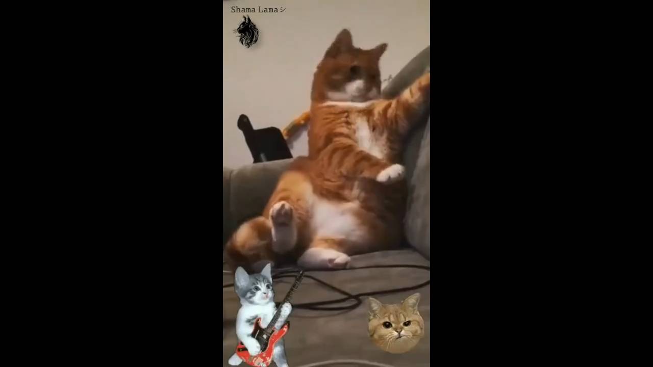 #смешныевидео -486 смотреть онлайн