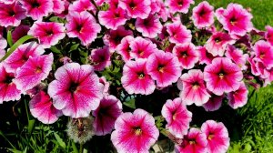 ПОСЕВ ПЕТУНИЙ! Как сэкономить на семенах!!