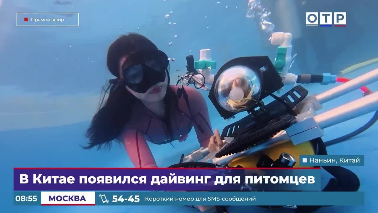 В Китае появился дайвинг для питомцев смотреть онлайн