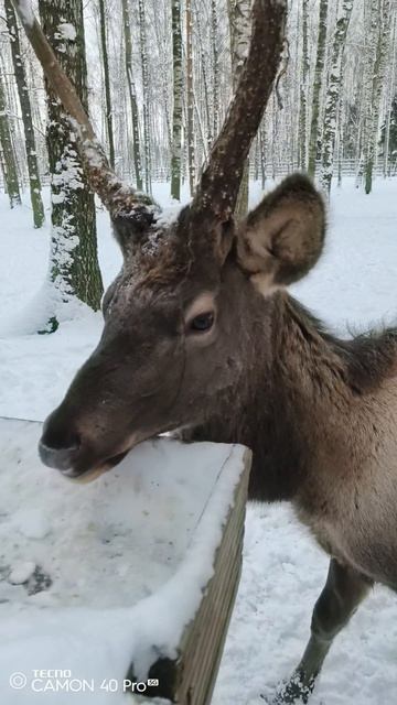 Лосиная биостанция. Олени