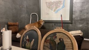 Лиса-Алиса. Лиса бродит по дивану