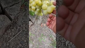 Дегустация. Клубничный , Дарья, Талдун.