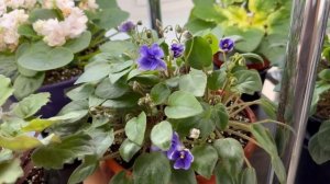 Описание особенностей трейлерных сортов фиалок