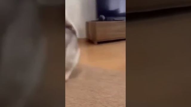 Мир кошек и собак... смотреть онлайн