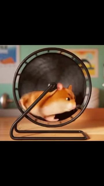 Хомячёк #ушастики #видеомонтаж #животные #валяющиеся_питомцы #хомячковые_приключения