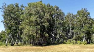 Банное, природа Башкирии, Зелёная Поляна, улица Торфяная, улица Курортная (19.07.2020)