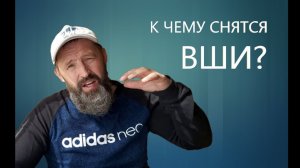 ВШИ. К чему снятся Вши.