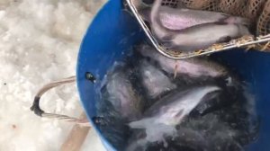 новый привоз форели