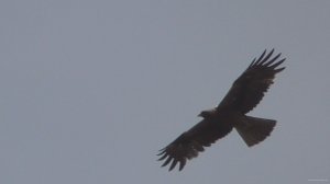 Орлы Карлики ,опасные враги. Охотники на голубей