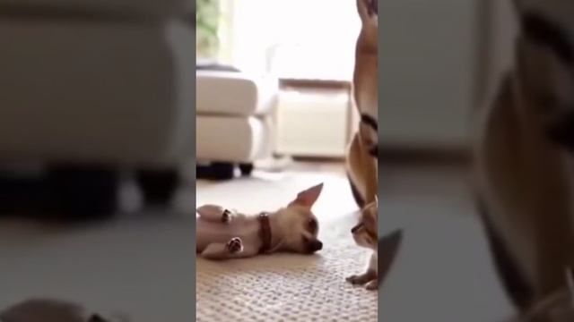 Забавные животные. смотреть онлайн