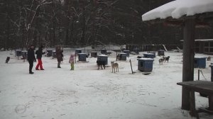 " Серебро севера "  (3)   Деревня ездовых собак . " Хаски"