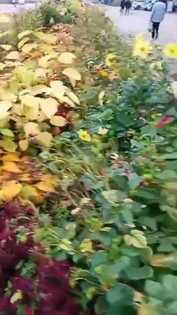 #вспомним цветочки лето смотреть онлайн