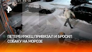 Петербуржец бросил собаку на морозе возле подъезда — пса спасли жители дома, но он пропал