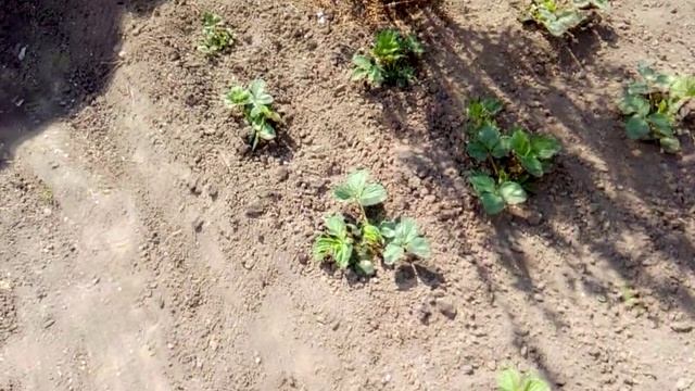 ПРОГУЛКА ПО ОГОРОДУ В ДЕРЕВНЕ. смотреть онлайн