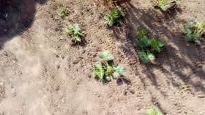 ПРОГУЛКА ПО ОГОРОДУ В ДЕРЕВНЕ.