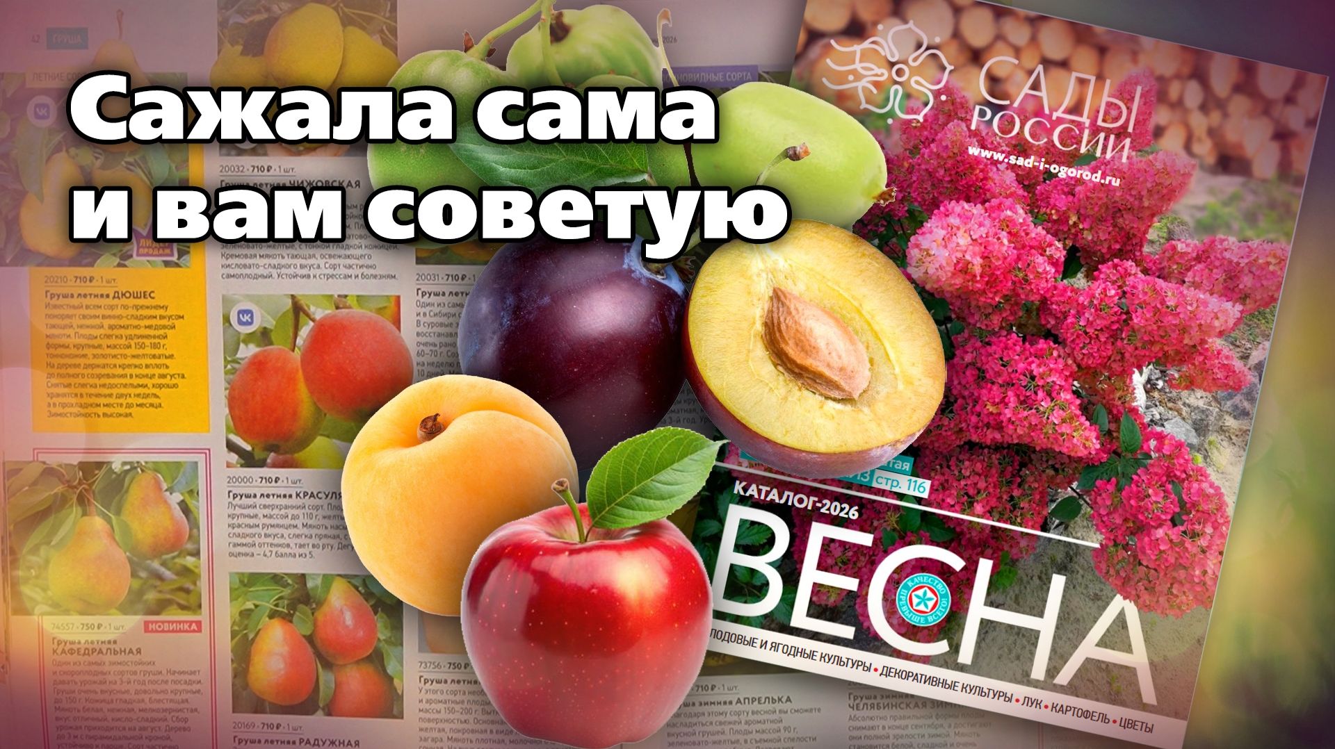 Яблони и груши. Новинки и проверенные сорта смотреть онлайн