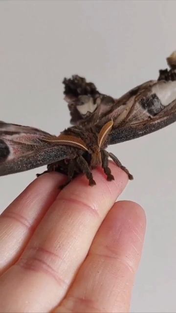 Одна из крупнейших бабочек в мире смотреть онлайн