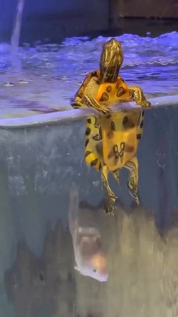 Черепашка свежий воздух смотреть онлайн