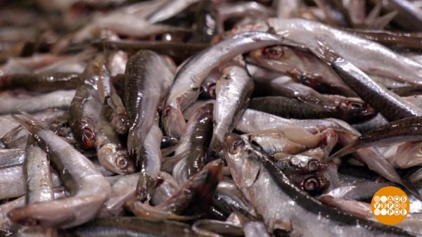 Шпроты - новогодняя классика. Доброе утро. Фрагмент выпуска от 13.01.2026