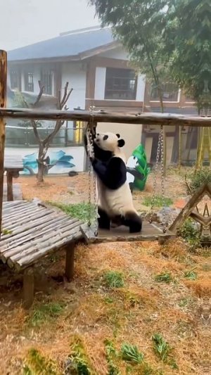 Милые панды😍#смешно  #милая #панда