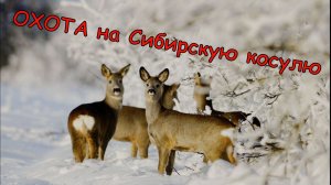 Загонная охота на косулю в Оренбургской области | Точный выстрел с 20 метров | Карабин «Тигр»