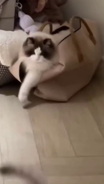 Забавные животные ☺ смотреть онлайн