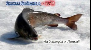 Зимняя Рыбалка в Суровых Условиях конца Декабря в - 35°на Хариуса и Ленка!!! Где мы видали ВОЛКА!!!