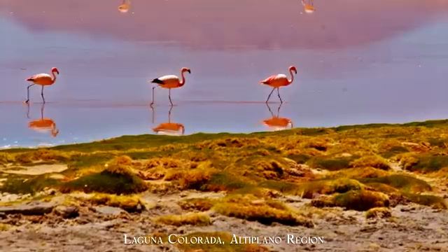 Боливия. смотреть онлайн