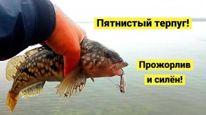 Пятнистый терпуг клюёт всегда!