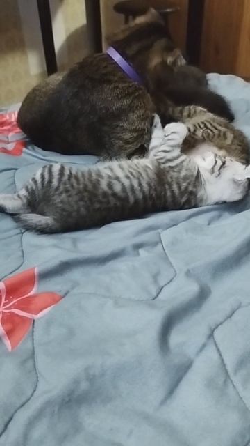 мой Тимон в детстве смотреть онлайн