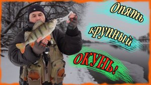 Опять крупный окунь! Зимний спиннинг на Москва реке
